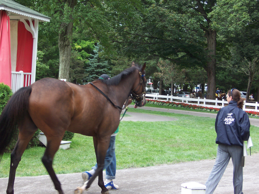 Horses and Grooms at Saratoga Track