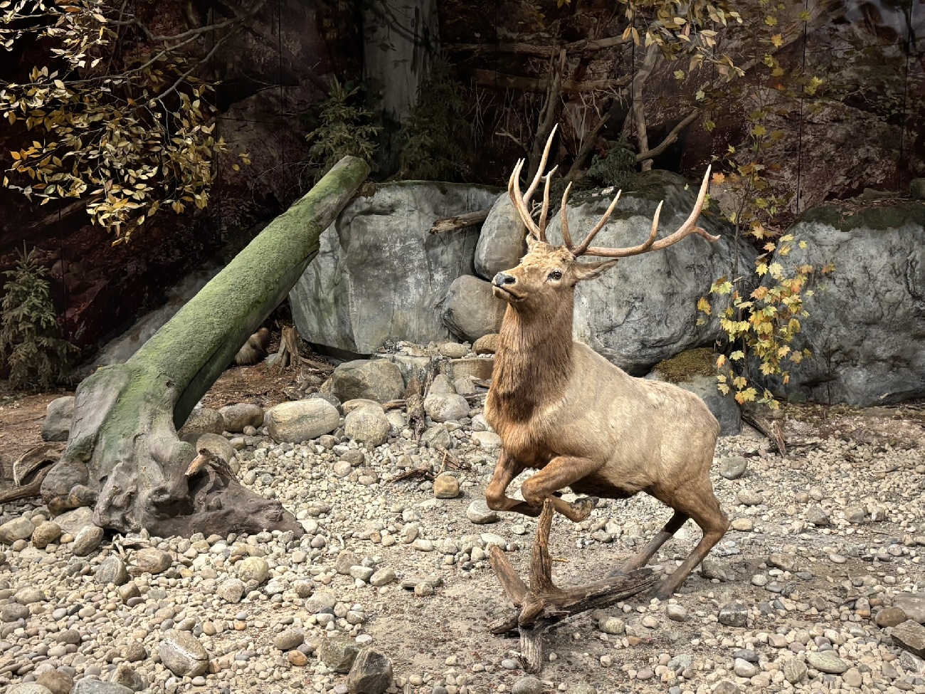 New York State Museum